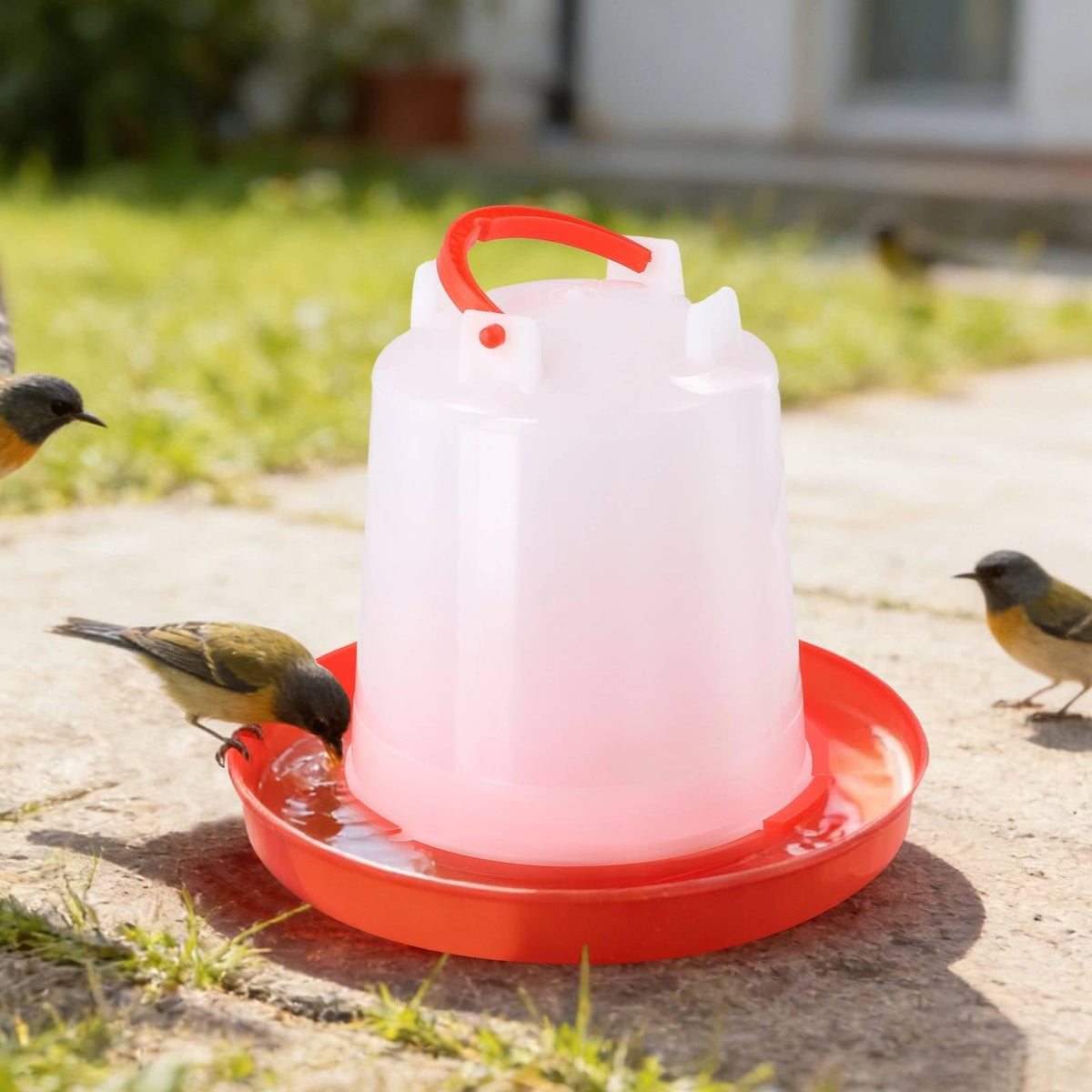 4-Pack 1L Poultry Waterer with Handle X388455