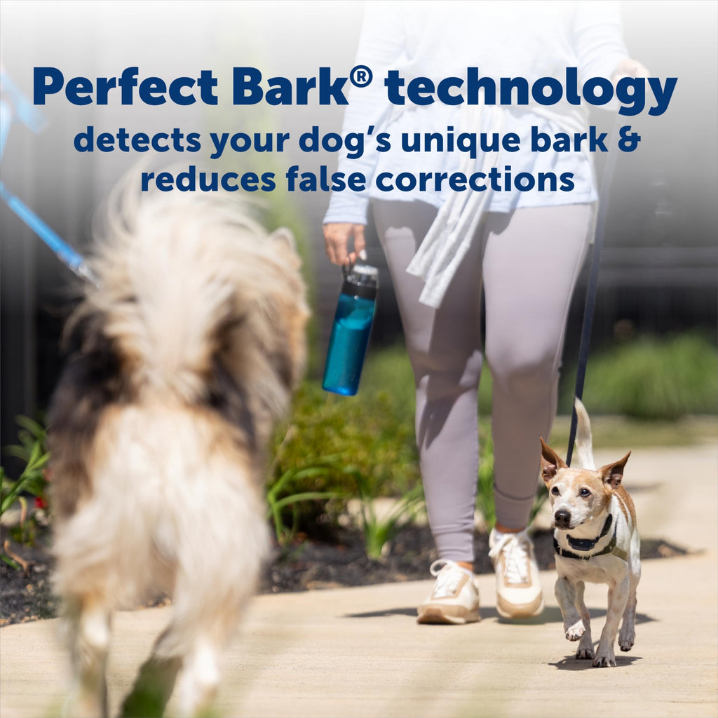 Bark Collar for Small Dogs H6526