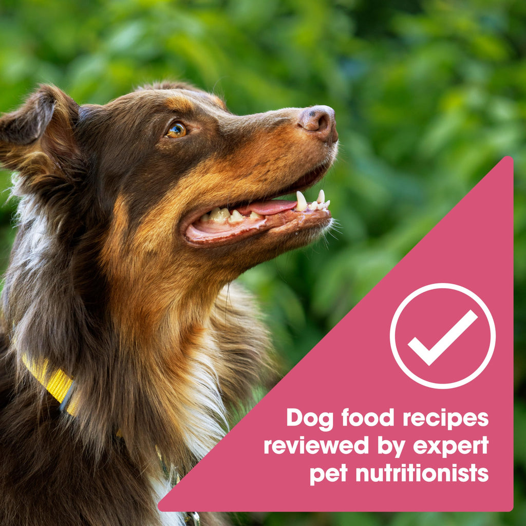 Grain Free Salmon Dry Dog Food 24 lb. Bag X9228