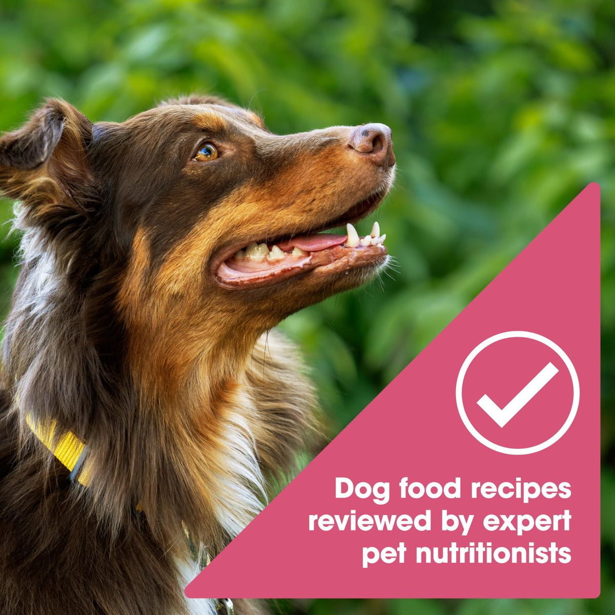 Grain Free Salmon Dry Dog Food 24 lb. Bag X9228